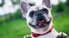 Francuski buldog